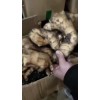 大姜急售