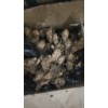 供應(yīng)優(yōu)質(zhì)生姜貨源充足