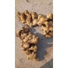 大量供應撫寧2020年新姜 泥姜 水洗姜