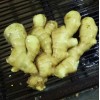 山東生姜產(chǎn)地價格山東小姜批發(fā)