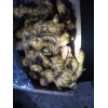 精品昌邑大姜二百噸出售。