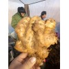 山東優質生姜