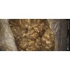 出售窖洞貴州二黃姜100噸可做種姜