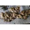 大量供應(yīng)優(yōu)質(zhì)生茶地姜種，保證沒毛病