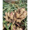 萊州優(yōu)質(zhì)生茶地姜種，平4，山農(nóng)一號