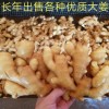 本人常年供應各種規格大姜