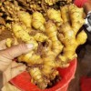 承結(jié)全國客戶、生姜、大黃姜、等