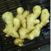 山東生姜產(chǎn)地山農(nóng)一號姜種山東小姜種批發(fā)