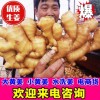 山東大姜產地直銷常年供應大黃姜小黃姜姜母姜吧姜種