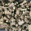 本人出售生茶地姜種，供應窖藏大黃姜小黃姜