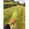 蒜苔出售