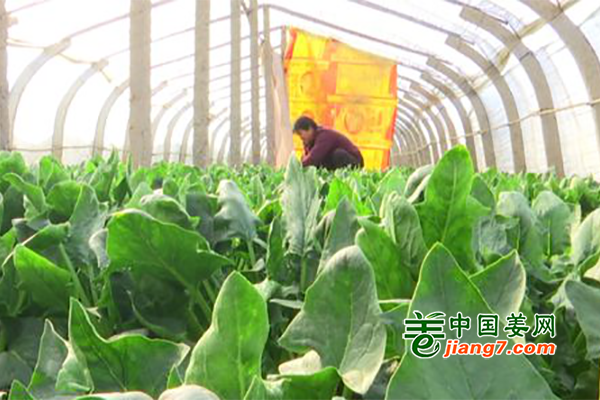 河北辛集：冷棚蔬菜豐收忙 收益可觀 ()
