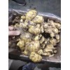 本人出售窖藏優質大黃姜小黃姜二黃姜產地一手貨源