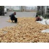 萊蕪優(yōu)質(zhì)姜種