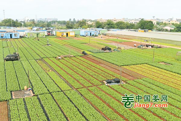 ?？冢菏卟嘶亻L勢好 ()