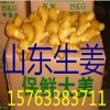 山東生姜產(chǎn)地 山農(nóng)一號(hào)，高產(chǎn)368姜種，山東小姜價(jià)格，姜巴