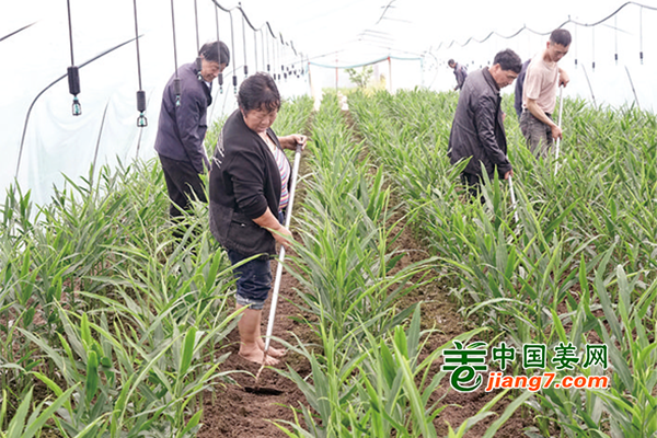 浙江金華：大棚生姜苗旺產(chǎn)興 ()