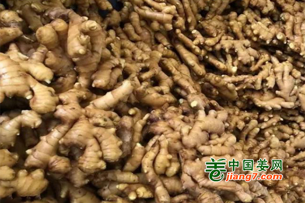 行唐：搶抓農(nóng)時忙種姜 助農(nóng)脫貧奔小康 ()