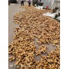 萊蕪優(yōu)質(zhì)姜種