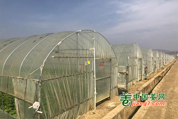 云南祥云：大棚白菜產(chǎn)業(yè)興旺 ()