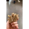 高產(chǎn)姜種批發(fā)，催芽姜種18396706588