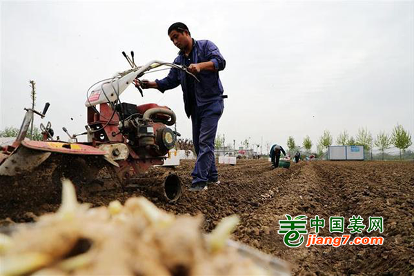 安徽阜陽：生姜春種農(nóng)戶忙 ()