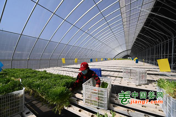 天津市：發(fā)展蔬菜產(chǎn)業(yè)保供應(yīng) ()