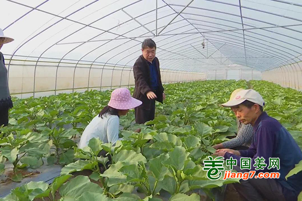 周口市：積極申報大灣區(qū)蔬菜基地 ()