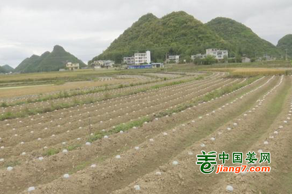 貴州安龍縣：烤煙+蔬菜助力鄉(xiāng)村振興 ()