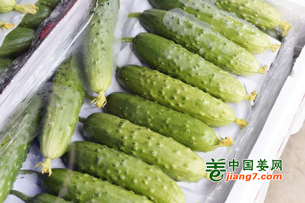 新發(fā)地：整體菜價穩(wěn)定 蒜類價格小有抬頭 ()