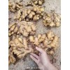 大量供應(yīng)生姜面姜大黃小黃姜姜種姜母姜吧子產(chǎn)地直銷