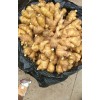 大量供應大黃姜，小黃姜2000噸