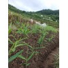 本人大量供應出售小黃姜