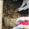 小黃姜窖藏現貨供應