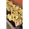 本人大量供應《精品優質》水洗姜/土姜