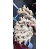 個人出售小黃姜三萬斤