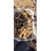 大量供應大姜