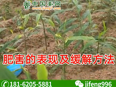 肥害的表現(xiàn)及緩解方法 ()