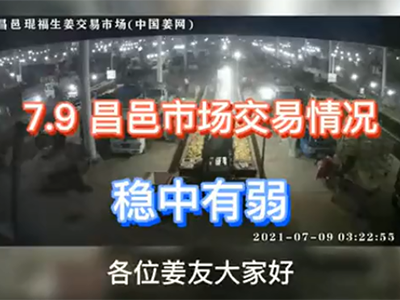 7月9日 昌邑生姜交易實(shí)況（穩(wěn)中有弱） ()