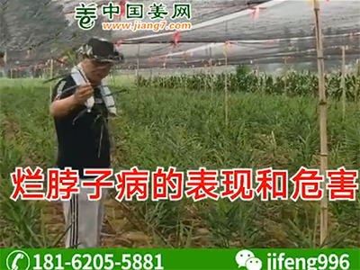 生姜爛脖子病的表現(xiàn)和危害 ()