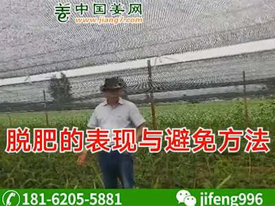 生姜脫肥的表現(xiàn)與避免方法 (1194播放)