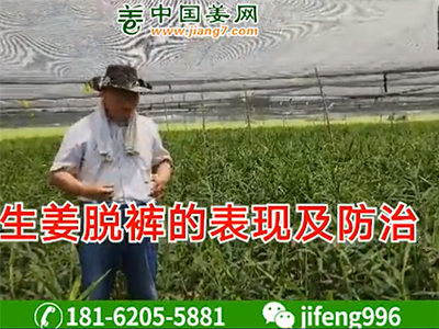 生姜脫褲的表現及防治方案 (1169播放)