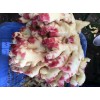 大量供應精品紅牙仔姜，小黃姜