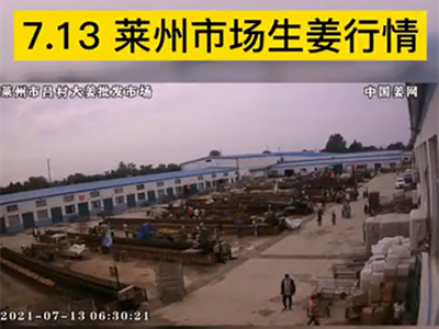 7月13日 萊州生姜交易實(shí)況（走貨穩(wěn)快） ()