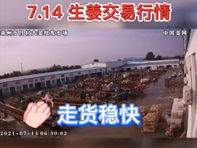 7月14日 萊州生姜交易實(shí)況（走貨穩(wěn)快） ()