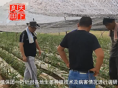 中國姜網生姜基地調研--走進河南第一站 (785播放)