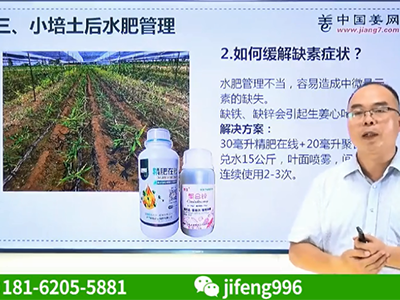 種植生姜如何環節缺素現象？ (1154播放)