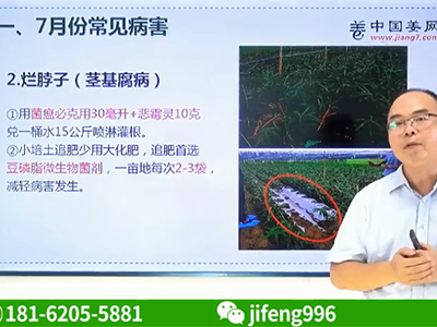 生姜爛脖子（莖基腐病）的防控措施 (1216播放)