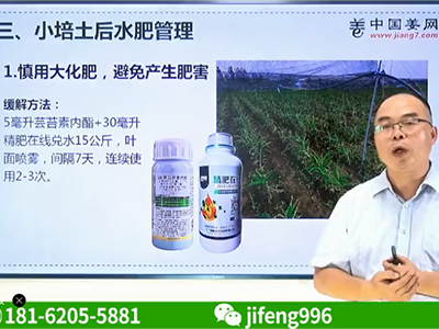 種植生姜慎用大化肥避免產生肥害 (3106播放)