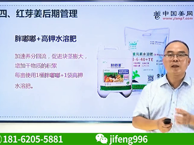 紅芽姜后期如何管理？ (689播放)